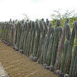 Thumb for Bonaire and Aruba